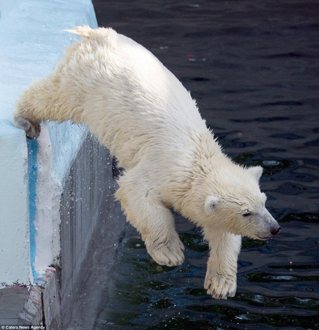 น่ารักสุดๆ!! ลูกหมีขั้วโลกตั้งใจมาก ฝึกว่ายน้ำให้เก่งเหมือนแม่