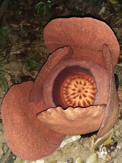 "ดอกบัวผุด"ดอกไม้ใหญที่สุดในโลก1ปี มีครั้งเดียว