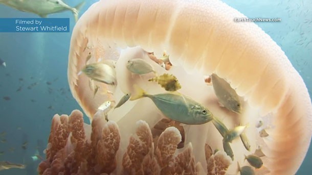 อัศจรรย์  "ฝูงปลาใต้ทะเล" ซ่อนตัวใต้ร่มแมงกะพรุน นายไปไหนขอพวกเราไปด้วยนะ