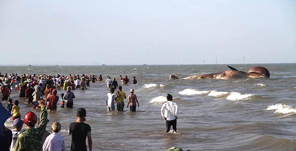 ชาวเวียดนามนับหมื่นแห่ชมพิธีฝังซากวาฬ ตัวใหญ่กว่า 10 เมตร หนัก 7 ตัน !!