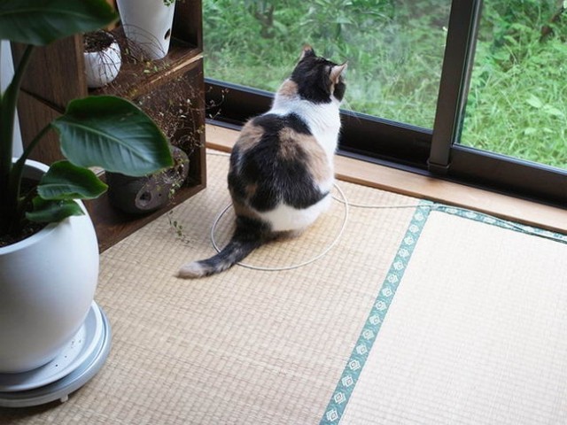 ทาสแมวมึน !! ทำไมแมวต้องเข้าไปนั่งในวงกลม (เอาไปลองกับแมวคุณดู)
