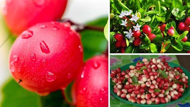 ตำรายาโบราณบันทึกไว้!! มะม่วงหาวมะนาวโห่ ใช้เป็นยาได้แทบจะทั้งต้น