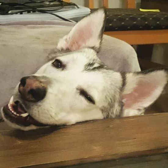 ดู 16 ภาพที่จะมาบอกว่า ที่จริงแล้วพวกสุนัขก็ขี้เมา ไม่ต่างจากลุงแถวบ้านเลยนะเนี่ย..!!