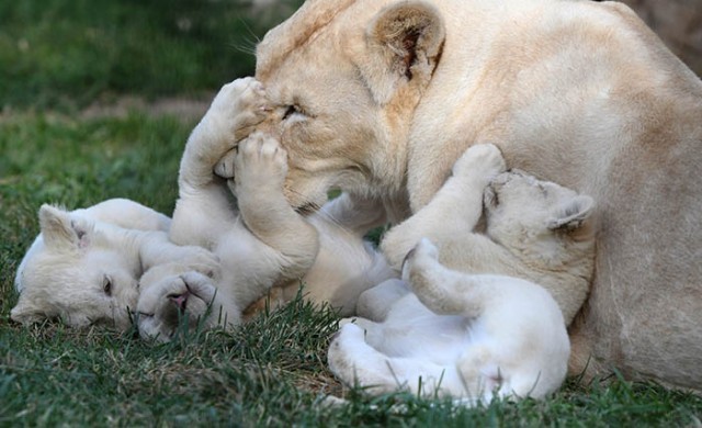 สิงโตขาวคลอดลูกแฝด 5 ตัว น่ารัก ๆ ที่สวนสัตว์เดวอเรค ในสาธารณรัฐเช็ก : สะท้อนความเป็นแม่..