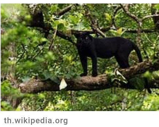 "เสือดำ" กับชะตากรรมในผืนป่าประเทศไทย