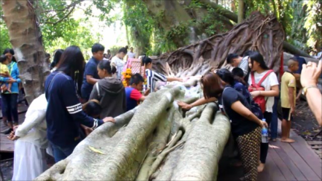 ต้นไทรยักษ์ขนาด 4 คนโอบและมีอายุกว่า 600 ปีที่เกาะคำชะโนดล้มแล้ว