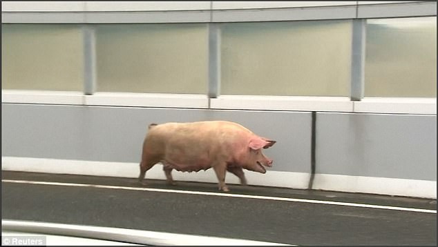 หมูกว่า 19 ตัวอาศัยจังหวะชุลมุน หนีจากรถขนย้ายที่ชนบนทางด่วน อิสระที่สัมผัสได้แค่ชั่วคราว