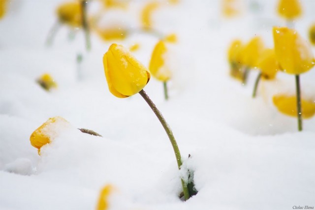 งดงามเหลือเกิน… ทุ่งดอกทิวลิปบานสะพรั่ง ท่ามกลางหิมะโปรยปราย เย็นชุ่มฉ่ำไปถึงหัวใจ