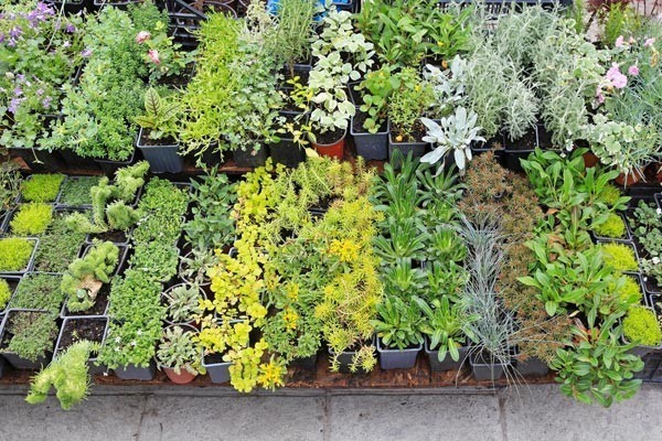 12 ตลาดต้นไม้น่าช้อป ไปจัดสวนที่บ้าน