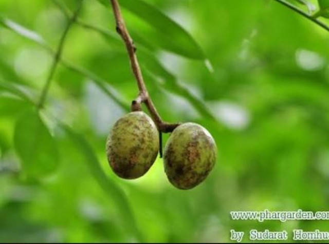 ทึ่ง!สรรพคุณ...ประโยชน์ของมะกอกไทย ผลสุก ใบอ่อน ใช้เป็นยาป้องกันโรค