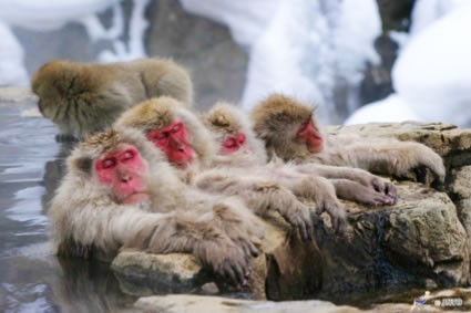 สัมผัสกับอุทยานลิงภูเขา (ลิงหิมะ) ที่จิโกกุดานิ บ่อนำแร่ร้อน ประเทศญี่ปุ่น