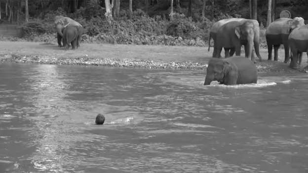 ประทับใจ ’คำหล้า’ ลูกช้างไทยรีบลงน้ำช่วยผู้มีพระคุณช่วยชีวิต (ชมคลิป)