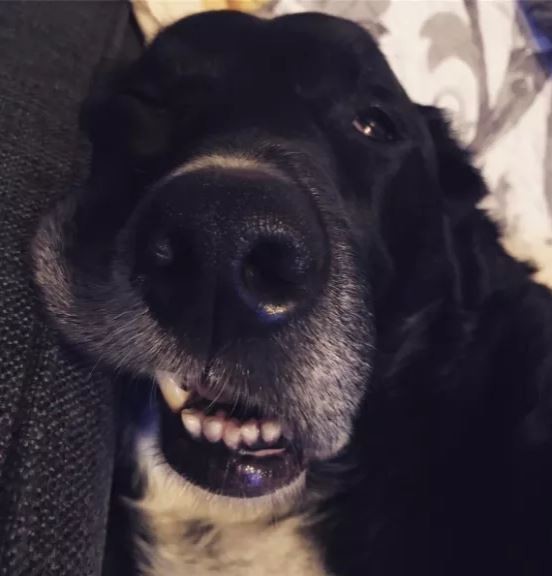 ดู 16 ภาพที่จะมาบอกว่า ที่จริงแล้วพวกสุนัขก็ขี้เมา ไม่ต่างจากลุงแถวบ้านเลยนะเนี่ย..!!