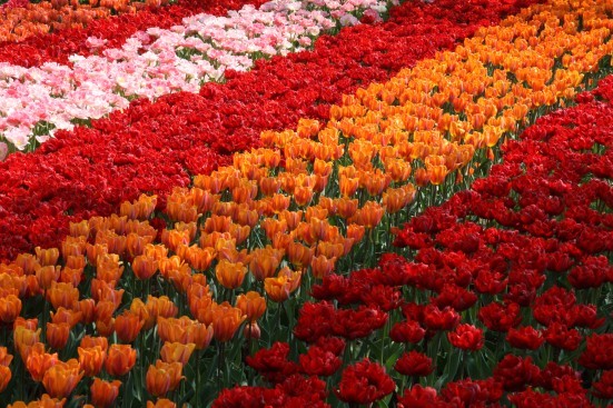 เคอเคนฮอฟ…อลังการสวนดอกไม้ใหญ่ที่สุดในโลก