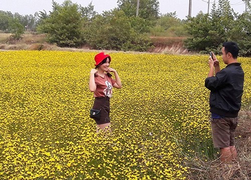 นักท่องเที่ยว แห่ชมดอกเหลืองทิพวัน หรือดอกขี้กลาก เหลืองอร่ามทั่วทุ่งนาที่หนองคาย