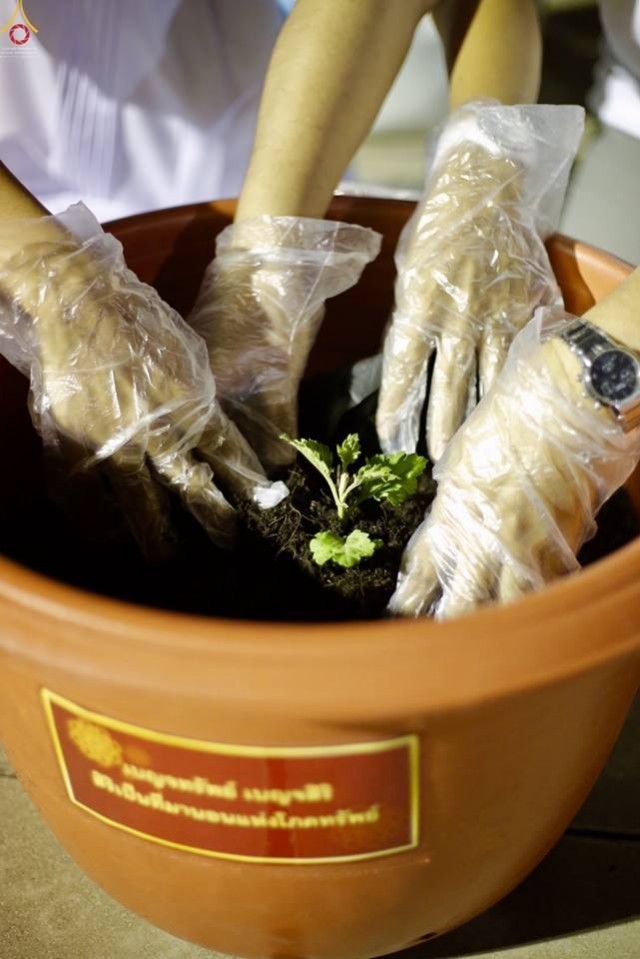 ประมวลภาพพิธีเวียนประทักษิณและปลูกต้นเบญจทรัพย์ เพื่อถวายเป็นพุทธบูชาในวันลอยกระทง