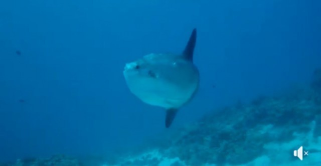 ปลา Mola mola ปลาในตำนานของนักดำน้ำ โผล่หมู่เกาะสิมิลัน !!!