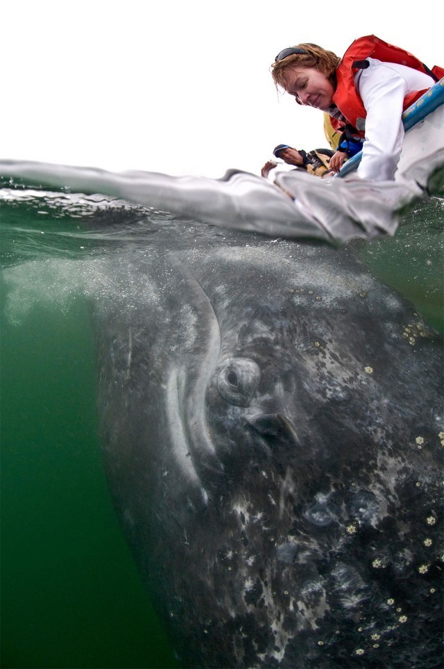 เจ้าปลาวาฬสีเทามีอัธยาศัยดี๊ดี ว่ายน้ำเข้ามาถ่ายรูปกับนักท่องเที่ยวอย่างเป็นกันเอง