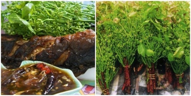 "สะเดา”ต้นไม้ราชาแห่งยา!