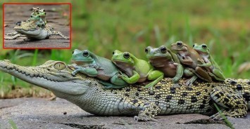 ช่างภาพชาวอินโดฯ ถ่ายภาพหายาก .....ครอบครัวกบขี่หลังลูกจรเข้น้ำเค็ม ......