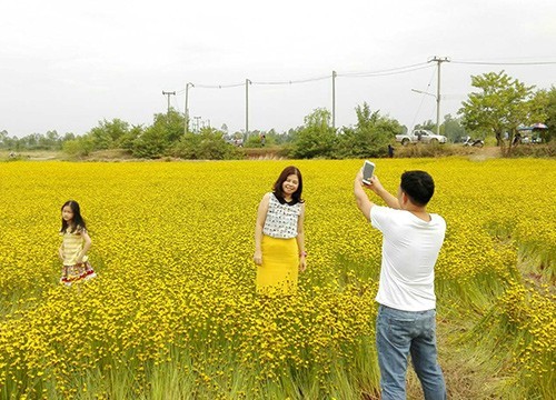 นักท่องเที่ยว แห่ชมดอกเหลืองทิพวัน หรือดอกขี้กลาก เหลืองอร่ามทั่วทุ่งนาที่หนองคาย