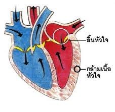 "หัวใจ" อวัยวะมหัศจรรย์..หัวใจเป็น อวัยวะที่มีกล้ามเนื้อที่อยู่นอกเหนืออำนาจจิตใจ ทำงานหนักตลอด24ช.ม.