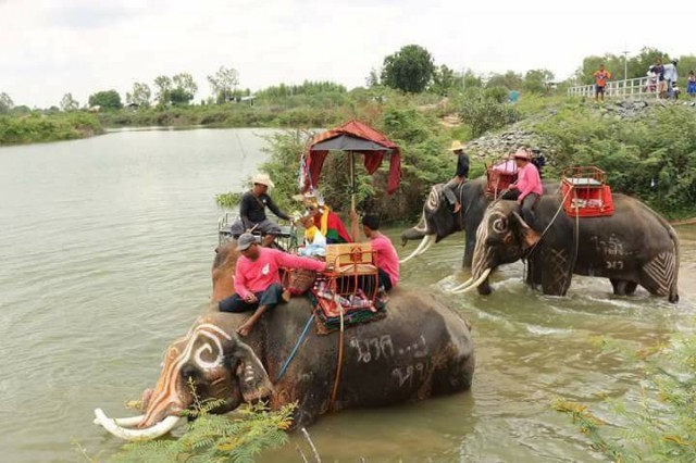 ขบวนช้างแห่นาคเข้าโบสถ์ ประเพณีเก่าแก่ชาวอีสานใต้
