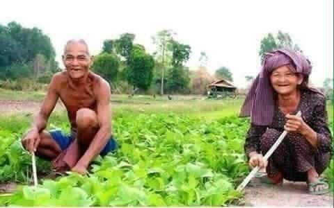 รวยที่สุด!! คุณยาย คุณตา ขายผักได้วันละสองแสน