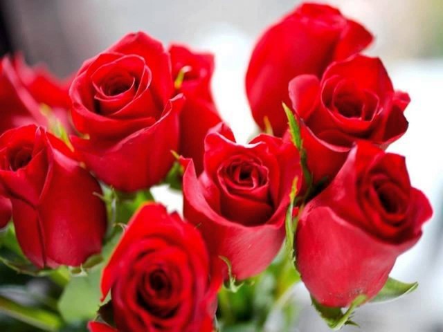 ชาวสวนภูพาน ตัดดอกกุหลาบขายวาเลนไทน์ จากปัญหาภัยแล้งออกดอกน้อย ราคาจึงแพงกว่าปีที่แล้ว