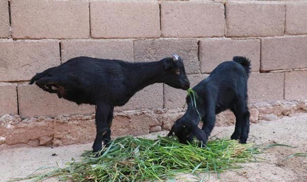 ชีวิตต้องสู้ "ลูกแพะพิการมีแค่ 2 ขาหน้า" ไม่ท้อต่อโชคชะตา ออกเดินหากินได้สบายๆ