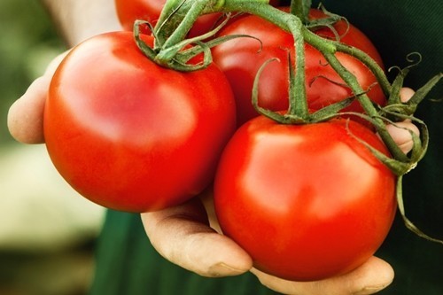 ความเชื่อผิด ๆ โหมกิน “มะเขือเทศ” หวังผิวสวย ซ้ำทำร่างกายขาดสารอาหาร