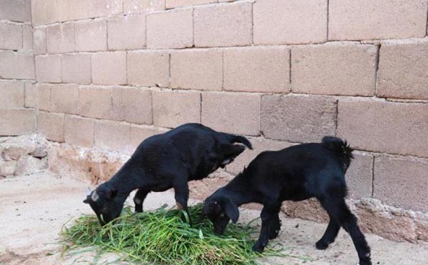 ชีวิตต้องสู้ "ลูกแพะพิการมีแค่ 2 ขาหน้า" ไม่ท้อต่อโชคชะตา ออกเดินหากินได้สบายๆ