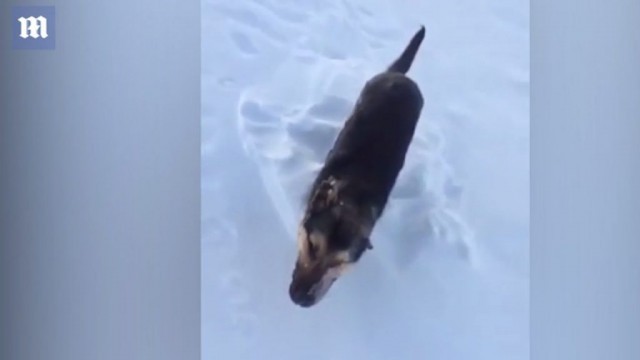 สะเทือนใจ!! “กระต่าย-สุนัข” แข็งตายกลางอุณหภูมิ -56 องศาฯ!!!