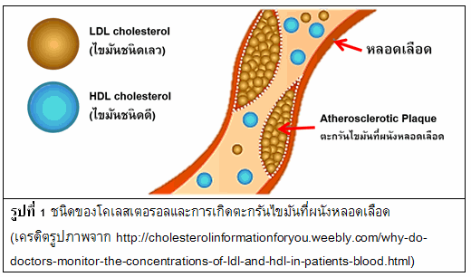 มารู้จักโคเลสเตอรอลกันเถอะ