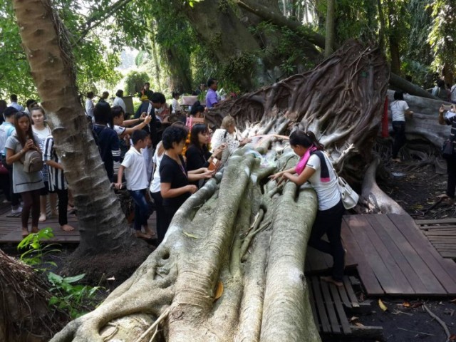 ต้นไทรยักษ์ขนาด 4 คนโอบและมีอายุกว่า 600 ปีที่เกาะคำชะโนดล้มแล้ว