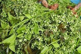 4 ผักรสขม สรรพคุณและประโยชน์มากล้น