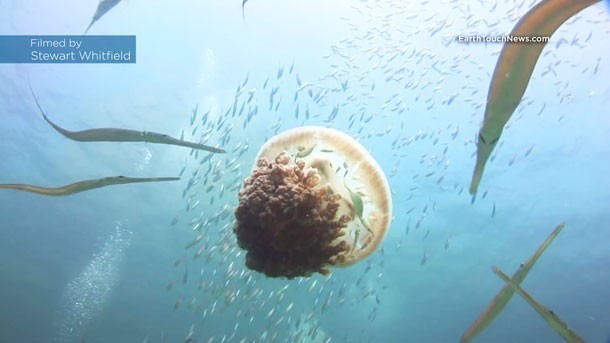 อัศจรรย์  "ฝูงปลาใต้ทะเล" ซ่อนตัวใต้ร่มแมงกะพรุน นายไปไหนขอพวกเราไปด้วยนะ