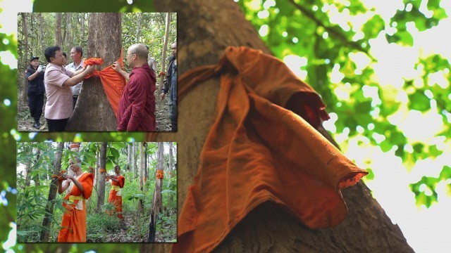 ผ้าเหลืองห่มป่า ล้านศรัทธา ที่รอจากภาครัฐ