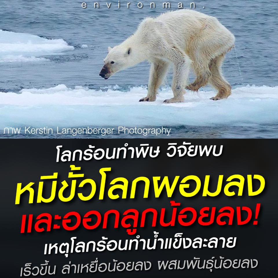 โลกร้อนทำพิษ วิจัยพบหมีขั้วโลกผอมลง และออกลูกน้อยลง!