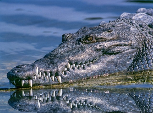 ความแตกต่างระหว่าง Crocodile และ Alligator ถึงจะเป็นไอ่เข้ แต่ก็ไม่เหมือนกันนะ