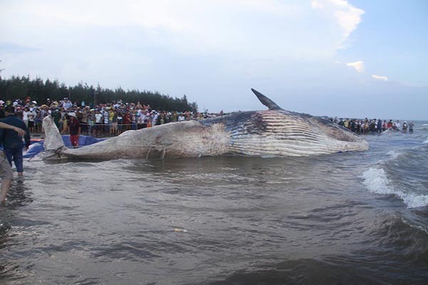 ชาวเวียดนามนับหมื่นแห่ชมพิธีฝังซากวาฬ ตัวใหญ่กว่า 10 เมตร หนัก 7 ตัน !!