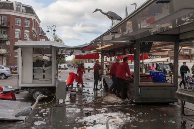 เรื่องราวของ “นกกระสาสีเทา” กับวิถีชีวิตที่กลมกลืน ภายในสังคมเมืองอัมสเตอร์ดัม