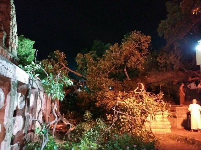 ชาวพุทธสุดเศร้า ต้นพระศรีมหาโพธิ์คู่ทิศเหนือพุทธคยาหักโค่น