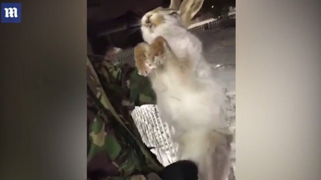 สะเทือนใจ!! “กระต่าย-สุนัข” แข็งตายกลางอุณหภูมิ -56 องศาฯ!!!