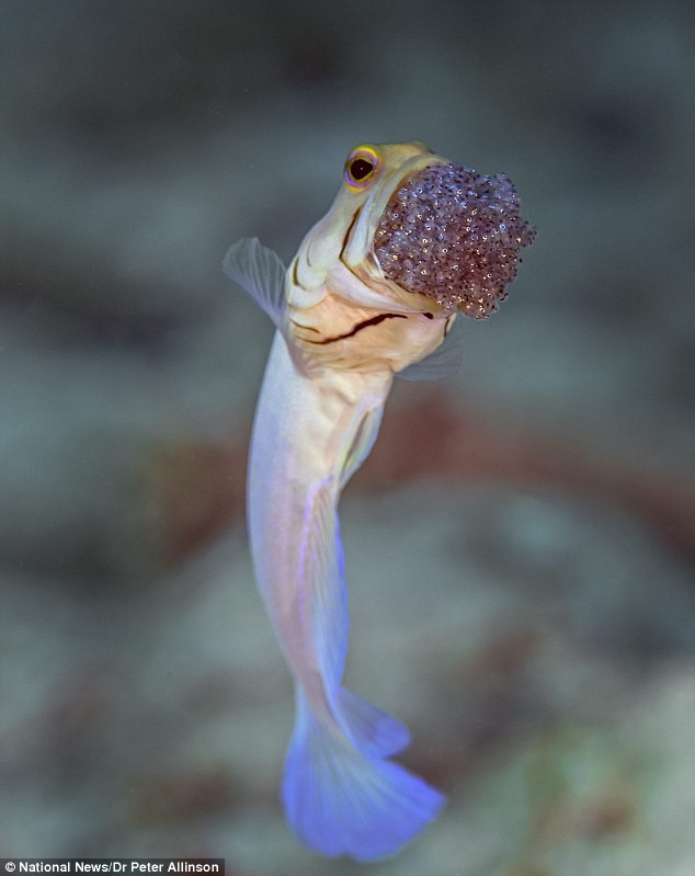พาไปรู้จักกับปลา “Jawfish” สัตว์น้ำเพศผู้จอมเสียสละ ทำหน้าที่ปกป้องไข่ไว้ในปากตัวเอง!?