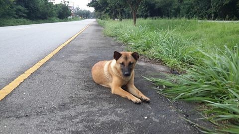 พบแล้วนะ! เจ้าของ น้องหมา ที่นั่งรอริมถนนนานนับปี รอรับกลับบ้าน