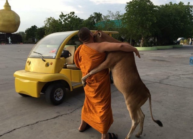 วัวกตัญญู โผเข้าซบพระผู้ไถ่ชีวิตตน