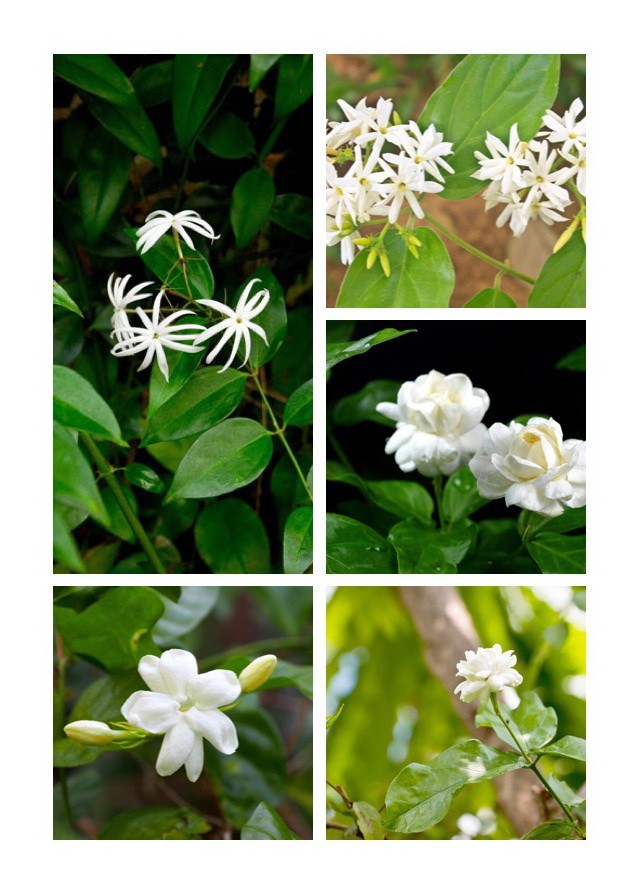 มะลิ ดอกไม้บูชาพระ