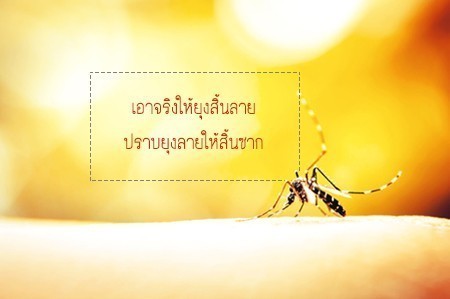 เอาจริงให้ยุงสิ้นลาย ปราบยุงลายให้สิ้นซาก