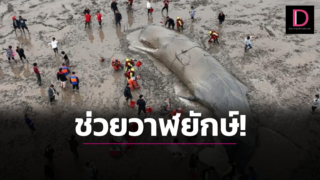 ชาวหนิงโปรวมพลังช่วย ‘วาฬยักษ์’ เกยตื้น กลับคืนสู่ท้องทะเล